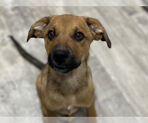 Mutt Dogs for adoption in Ames, IA, USA