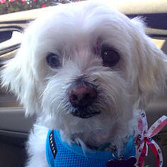 Maltese Dogs for adoption in Santa Barbara, CA, USA
