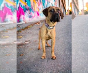 Mutt Dogs for adoption in Goodyear, AZ, USA