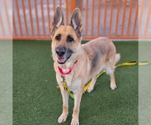 German Shepherd Dog-Unknown Mix Dogs for adoption in Las Vegas, NV, USA