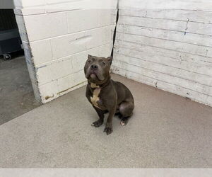 Mutt Dogs for adoption in San Bernardino, CA, USA