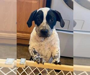 Labrador Retriever-Unknown Mix Dogs for adoption in Princeton, MN, USA