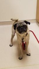 Pug Dogs for adoption in Parma, OH, USA