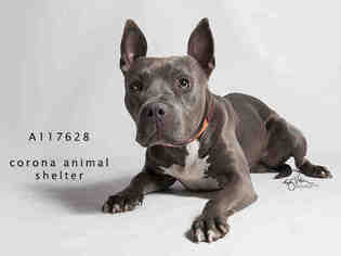 American Pit Bull Terrier Dogs for adoption in Corona, CA, USA