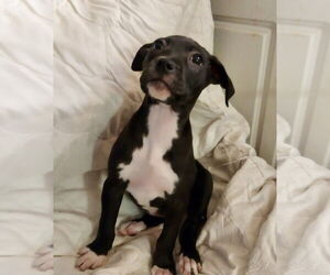 Mutt Dogs for adoption in Mooresville, NC, USA