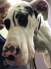 Great Dane Dogs for adoption in Holden, MO, USA