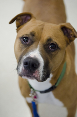 Boxer Dogs for adoption in Rohnert Park, CA, USA
