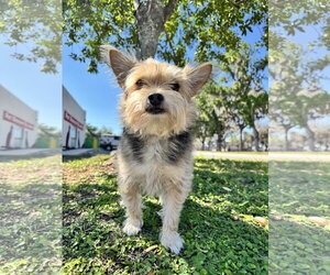 Shih Tzu-Unknown Mix Dogs for adoption in Sanford, FL, USA