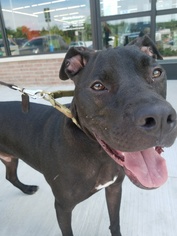 American Pit Bull Terrier-Labrador Retriever Mix Dogs for adoption in Putnam Valley, NY, USA