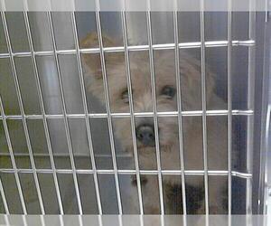 Glen of Imaal Terrier-Unknown Mix Dogs for adoption in Fayetteville, NC, USA