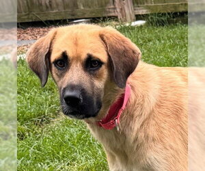 Labrenees Dogs for adoption in Canton, CT, USA