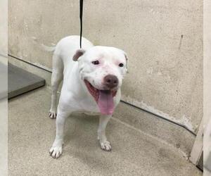 American Pit Bull Terrier Dogs for adoption in Riverside, CA, USA