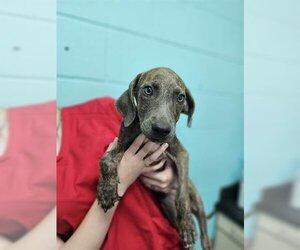 Plott Hound Dogs for adoption in Lufkin, TX, USA