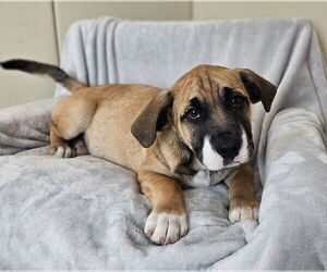 Australian Shepherd-Bulldog Mix Dogs for adoption in McKinney, TX, USA