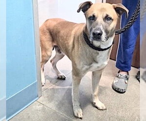 Mutt Dogs for adoption in Houston, TX, USA