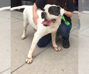 American Bulldog Dogs for adoption in Cincinnati, OH, USA