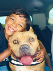 American Pit Bull Terrier Dogs for adoption in Tucson, AZ, USA