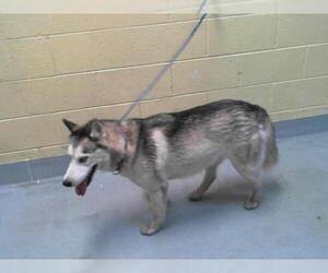 Huskies -Unknown Mix Dogs for adoption in Tulsa, OK, USA
