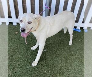 Labrador Retriever-Unknown Mix Dogs for adoption in Modesto, CA, USA