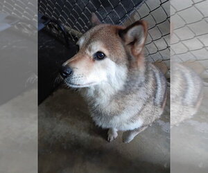 Shiba Inu Dogs for adoption in Amarillo, TX, USA