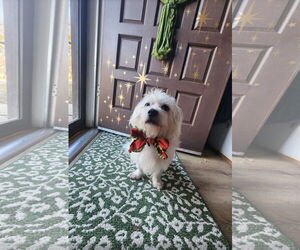 Maltese-Unknown Mix Dogs for adoption in Euless, TX, USA