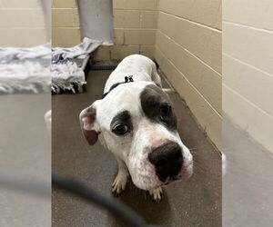 American Pit Bull Terrier Dogs for adoption in Waco, TX, USA