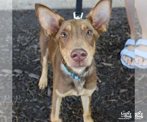 Australian Kelpie-Miniature Pinscher Mix Dogs for adoption in Washington, DC, USA