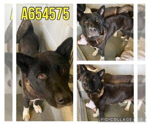 Akita Dogs for adoption in San Antonio, TX, USA