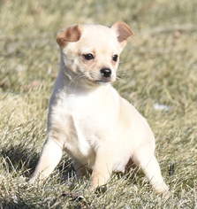 Chiranian Dogs for adoption in Mechanicsburg, PA, USA