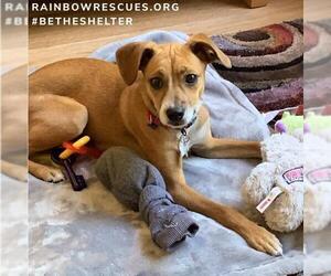 Beagle-Chihuahua Mix Dogs for adoption in Chicopee, MA, USA
