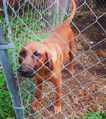 Redbone Coonhound Dogs for adoption in Portland, IN, USA