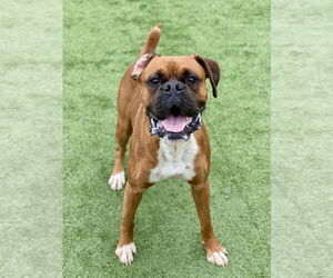Boxer Dogs for adoption in Austin, TX, USA