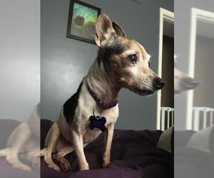 Rat Terrier-Unknown Mix Dogs for adoption in Grosse pointe, MI, USA
