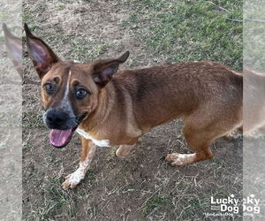 Red Heeler-Unknown Mix Dogs for adoption in Washington, DC, USA