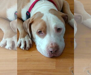 American Pit Bull Terrier-Bulldog Mix Dogs for adoption in Arlington, VA, USA