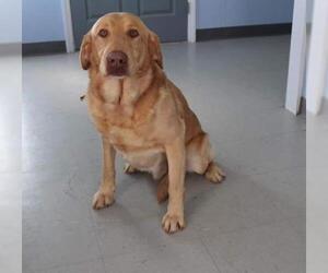Golden Labrador Dogs for adoption in Elkton, MD, USA