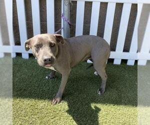 American Pit Bull Terrier-Unknown Mix Dogs for adoption in Modesto, CA, USA