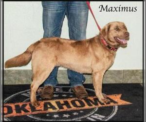 Labrador Retriever Dogs for adoption in Ada, OK, USA