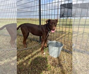 Mutt Dogs for adoption in Abbeville, LA, USA