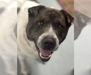 Mutt Dogs for adoption in NEWPORT NH, NH, USA