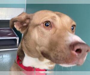 Labrador Retriever-Unknown Mix Dogs for adoption in San Clemente, CA, USA