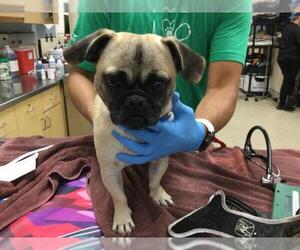 Pug-Unknown Mix Dogs for adoption in Riverside, CA, USA