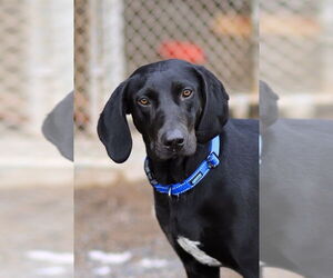Labrador Retriever-Unknown Mix Dogs for adoption in Webster, WI, USA
