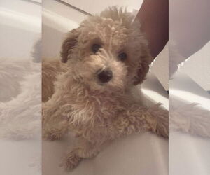 Bichon Frise Dogs for adoption in Coralville, IA, USA