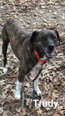 Mountain Cur Dogs for adoption in Redfield, AR, USA