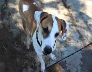 Beagle-Greyhound Mix Dogs for adoption in Bowling Green, OH, USA