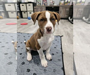 American Staffordshire Terrier-Siberian Husky Mix Dogs for adoption in Chester, VA, USA