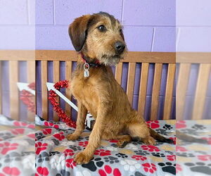 Irish Terrier-Unknown Mix Dogs for adoption in Genesee, WI, USA