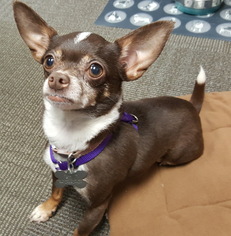 Chihuahua Dogs for adoption in Kennesaw, GA, USA