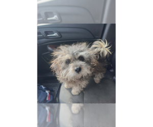 Mutt Dogs for adoption in New York, NY, USA